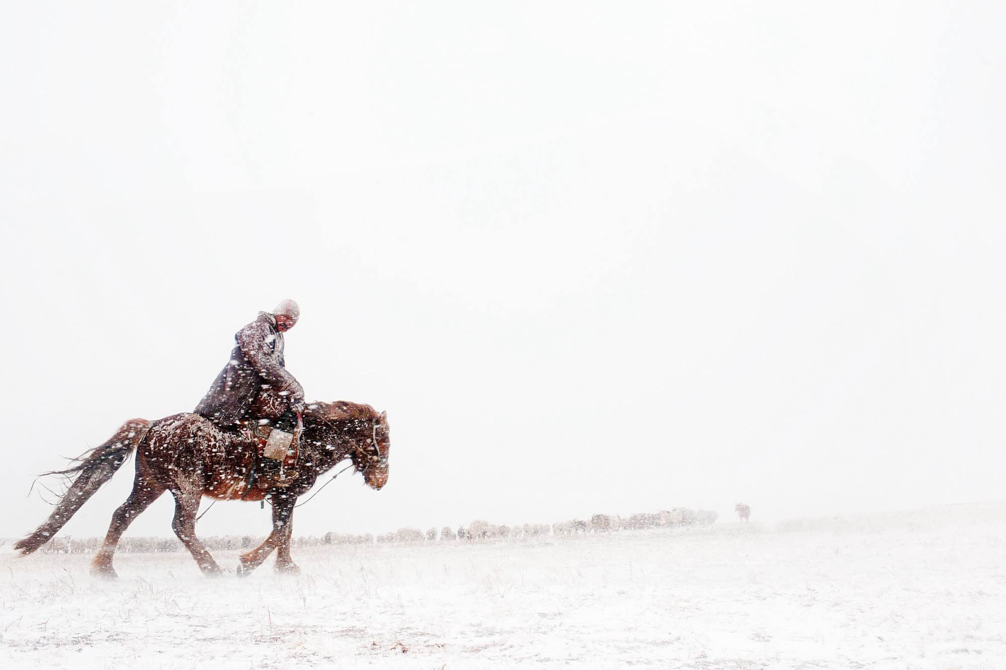 A herder rides out to collect his animals during a snowstorm in the early spring.