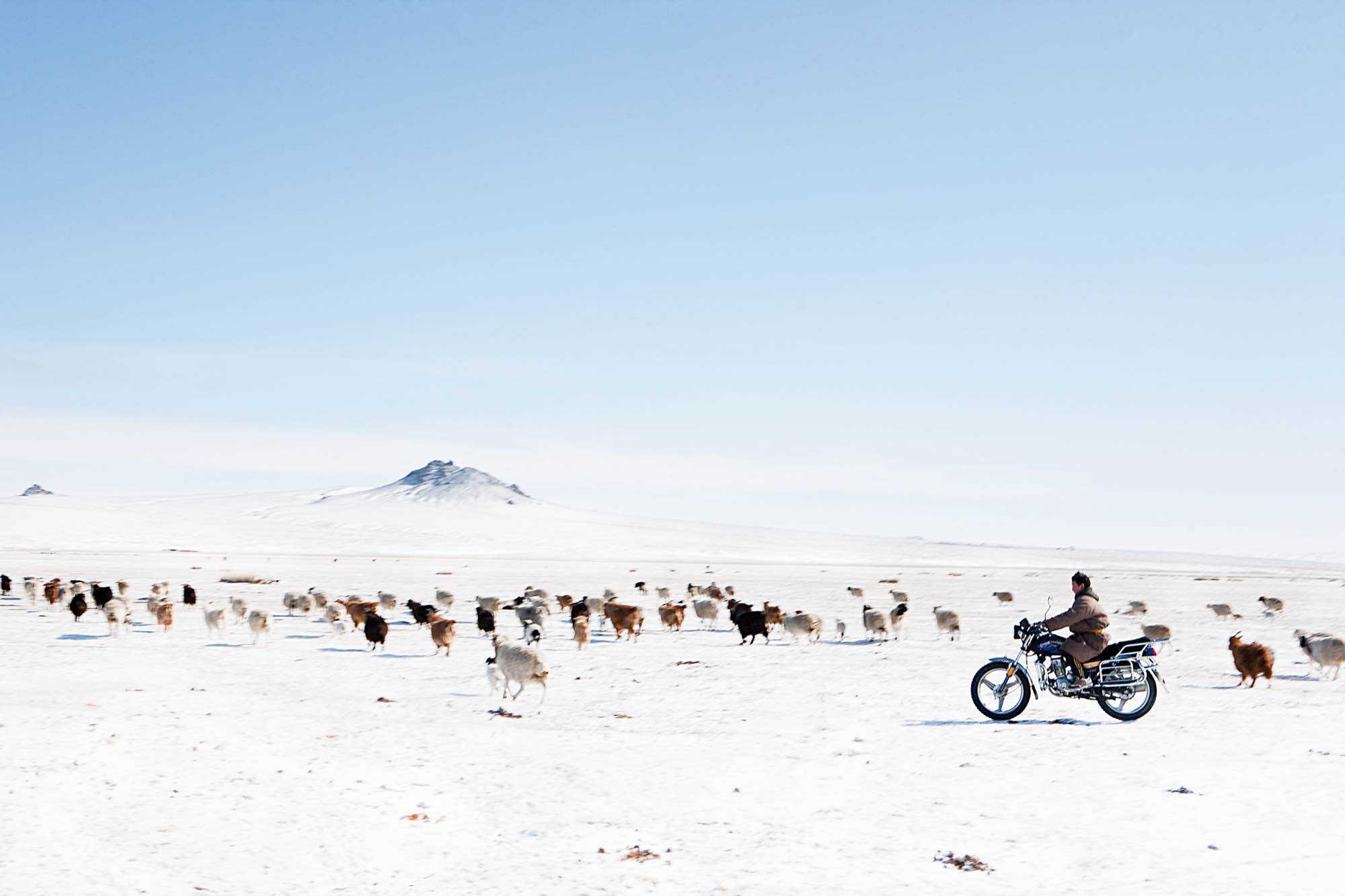 A young nomad herds his animals by motorcycle after an early spring snowstorm.