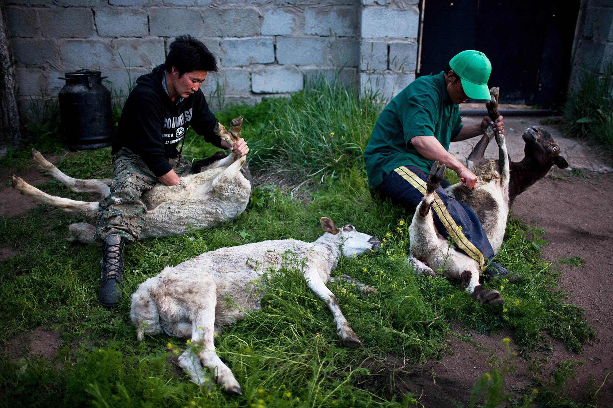 Two Mongolian youth slaughter goats and sheep at a countryside resort for wealthy city dwellers.
