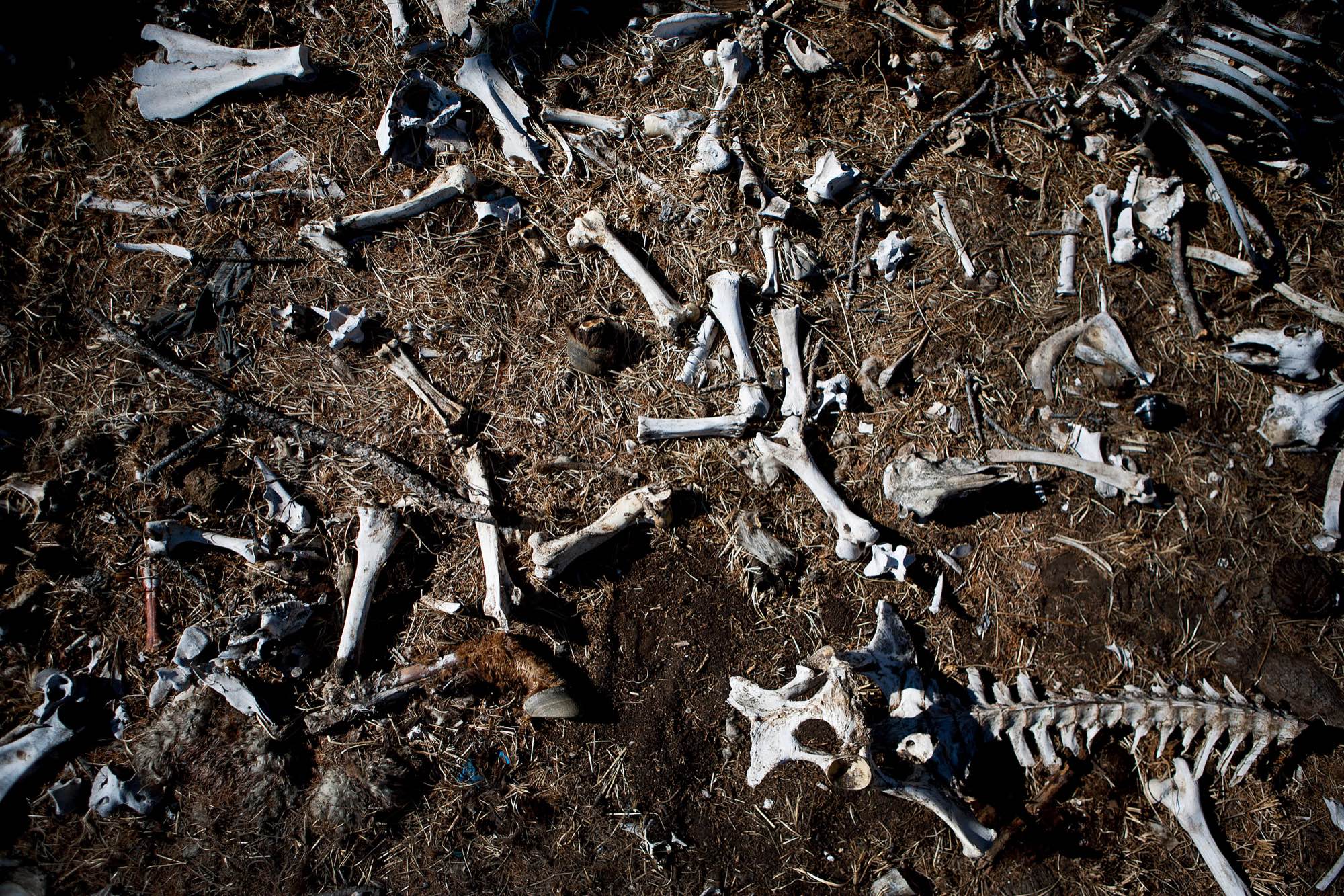 In Azraga, a pile of bones from animals killed during the 2010 dzud lies on the frozen ground.