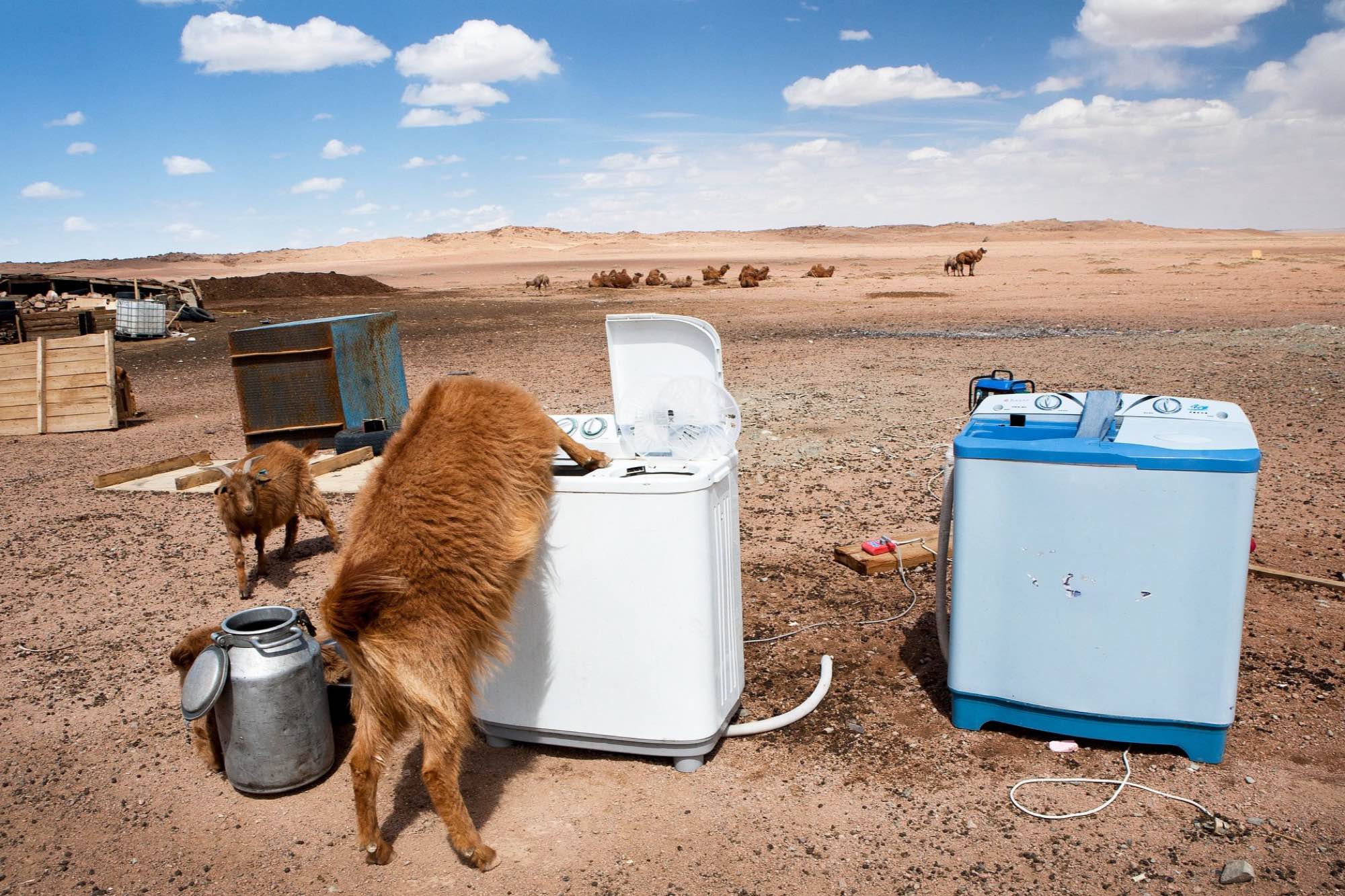 A thirsty goat drinks from a laundry machine in the Gobi Desert.