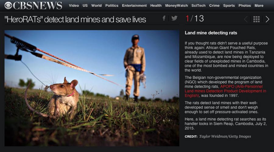 CBS News — "HeroRATs" Detect Land Mines and Save Lives.