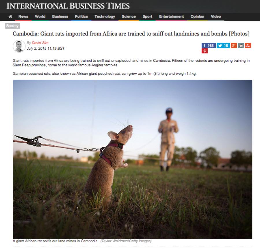 International Business Times — Cambodia: Giant Rats Trained to Sniff Out Landmines.