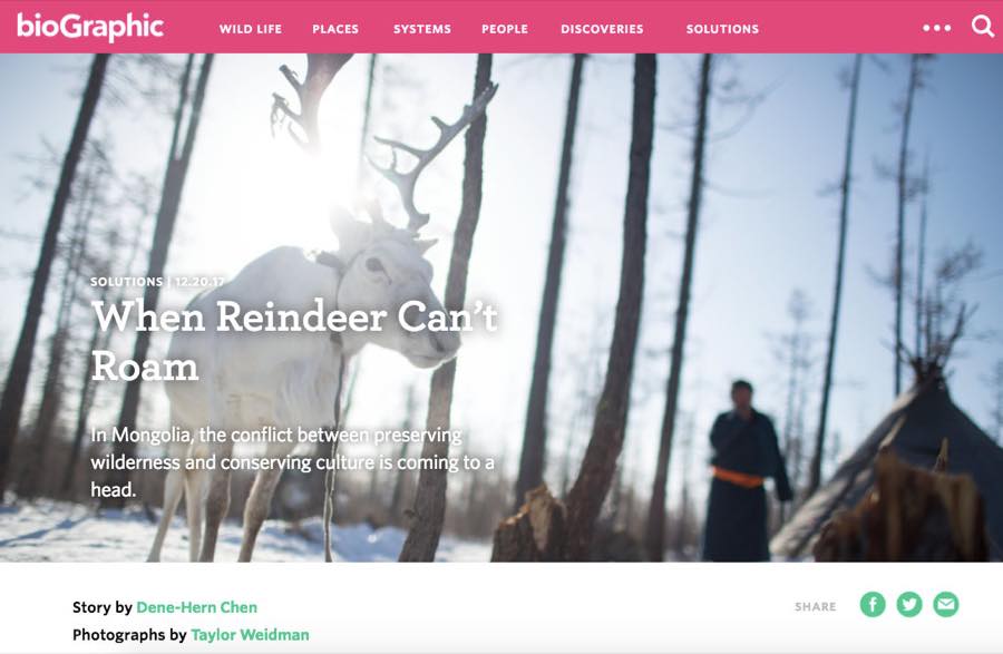 bioGraphic — When Reindeer Can't Roam.