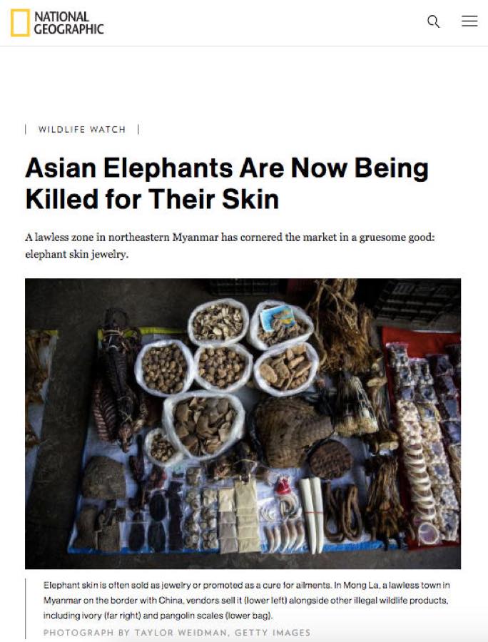 National Geographic — Asian Elephants Are Now Being Killed for Their Skin.