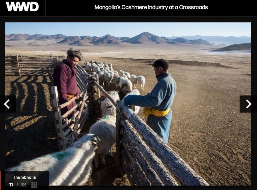 WWD — Mongolia's Cashmere Industry at a Crossroads.
